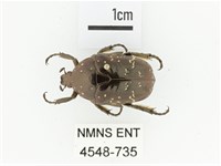 東方白點花金龜藏品圖，第1張