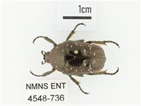 東方白點花金龜藏品圖，第1張