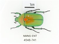 金艷騷金龜藏品圖，第1張