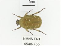 銅點花金龜藏品圖，第1張