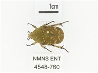 銅點花金龜藏品圖，第1張