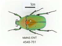 金艷騷金龜藏品圖，第1張