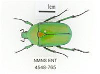 金艷騷金龜藏品圖，第1張