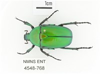 金艷騷金龜藏品圖，第1張