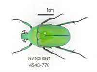 金艷騷金龜藏品圖，第1張