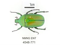 金艷騷金龜藏品圖，第1張