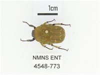 銅點花金龜藏品圖，第1張