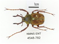 臺灣角金龜藏品圖，第1張