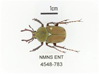臺灣角金龜藏品圖，第1張