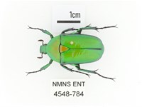 金艷騷金龜藏品圖，第1張