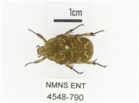 銅點花金龜藏品圖，第1張