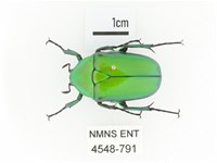 金艷騷金龜藏品圖，第1張