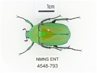金艷騷金龜藏品圖，第1張