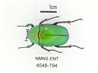 金艷騷金龜藏品圖，第1張