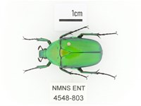 金艷騷金龜藏品圖，第1張