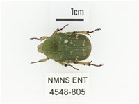 銅點花金龜藏品圖，第1張