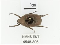 東方白點花金龜藏品圖，第1張