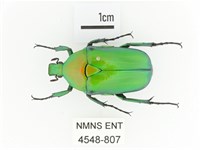 金艷騷金龜藏品圖，第1張