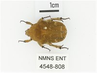 銅點花金龜藏品圖，第1張