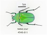 金艷騷金龜藏品圖，第1張