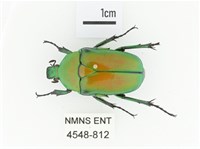 金艷騷金龜藏品圖，第1張