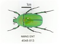 金艷騷金龜藏品圖，第1張