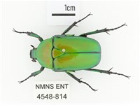金艷騷金龜藏品圖，第1張