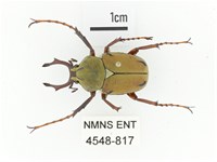 臺灣角金龜藏品圖，第1張