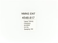 臺灣角金龜藏品圖，第2張