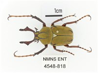 臺灣角金龜藏品圖，第1張