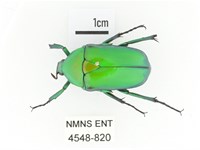 金艷騷金龜藏品圖，第1張