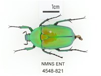 金艷騷金龜藏品圖，第1張