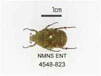 銅點花金龜藏品圖，第1張