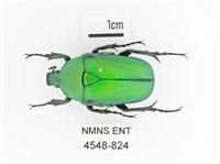 金艷騷金龜藏品圖，第1張