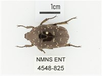 東方白點花金龜藏品圖，第1張