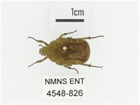 銅點花金龜藏品圖，第1張