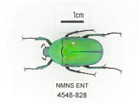 金艷騷金龜藏品圖，第1張