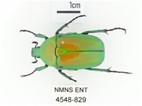 金艷騷金龜藏品圖，第1張