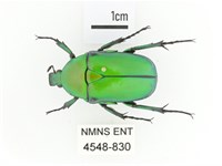 金艷騷金龜藏品圖，第1張