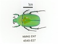 金艷騷金龜藏品圖，第1張