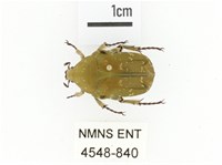 銅點花金龜藏品圖，第1張