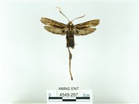 長腳大織蛾藏品圖，第1張