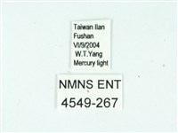 長腳大織蛾藏品圖，第3張