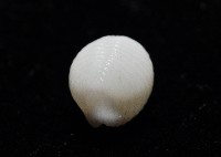 楊氏蛹螺藏品圖，第3張