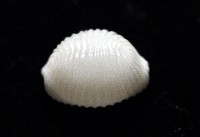 楊氏蛹螺藏品圖，第4張