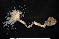 盔形水母之一種藏品圖，第1張