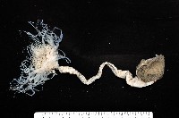 盔形水母之一種藏品圖，第2張