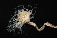 盔形水母之一種藏品圖，第3張