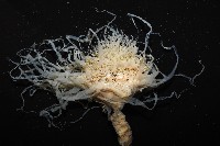 盔形水母之一種藏品圖，第4張