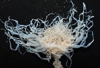 盔形水母之一種藏品圖，第5張
